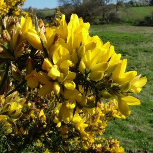 Gorse