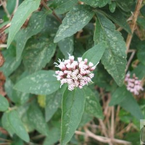 I would like to identify this plant. Is it hemp agrimony?