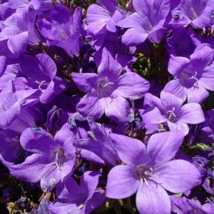 Spreading bellflower (campanula patula)