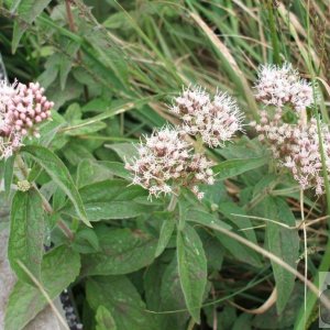 Hemp agrimony