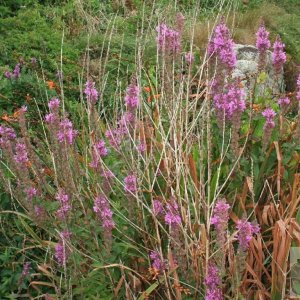 Purple loosestrife