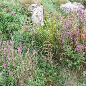 Purple loosestrife