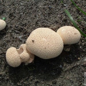 Puffballs