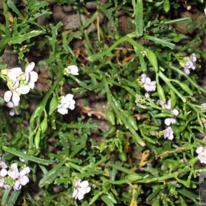 Sea Rocket