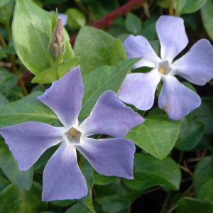 Periwinkle - Gulval, 2005