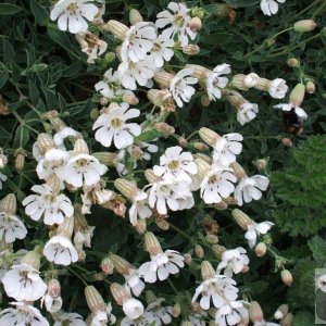 Sea campion