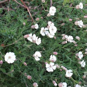 Sea campion