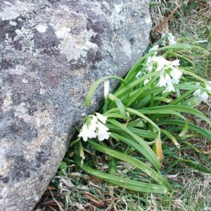 Triangular-stemmed garlic