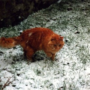 Bewildered cat! - 14/02/1994