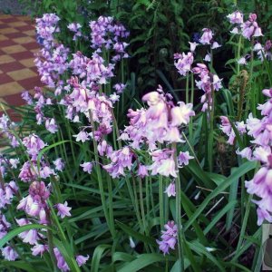 'Mauvebells' in Penare Road