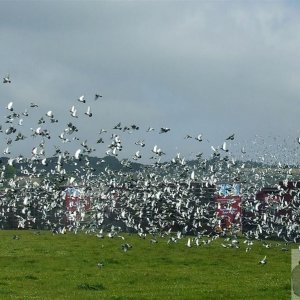 Pigeon Race - Princess May Rec, Ground - 19Jun10