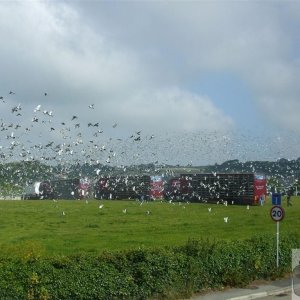 Pigeon Race - Princess May Rec, Ground - 19Jun10