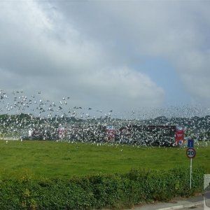 Pigeon Race - Princess May Rec, Ground - 19Jun10