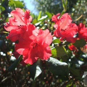 Rhododendrons - Western PlantationTrewidden Gardens - June '08