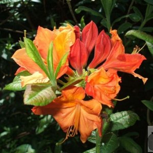 Rhododendron variety? Western Plantation - Trewidden Gardens - June '08