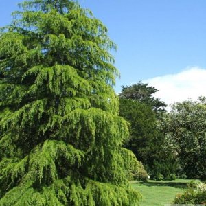 Higher Garden - Trewidden Gardens - June '08