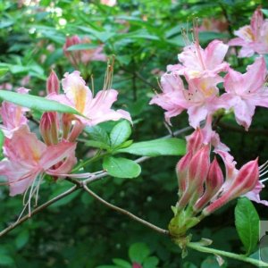 Azaleas perhaps? The Western Plantation - Trewidden Gardens - June '08