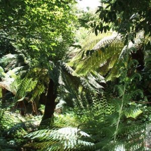 Tree Fern Dell - Trewidden Gardens - June '08