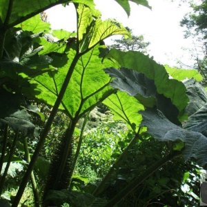 Gunnera Mannicata - Trewidden Gardens - June '08