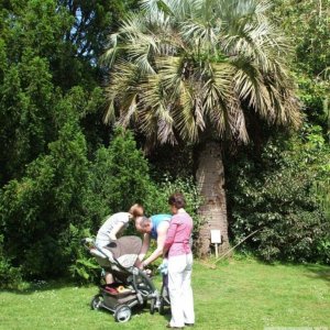 Jelly palm - Trewidden Gardens - June '08