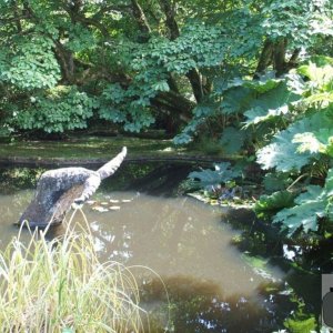 The Lake and Gunnera Mannicata - Trewidden Gardens - June '08