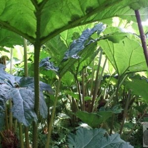 Gunnera Mannicata - Trewidden Gardens - June '08