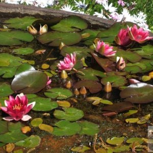 Water Lilies - Trewidden Gardens - June '08