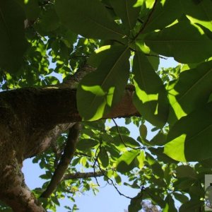 Lush foliage - Trewidden Gardens - June '08