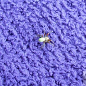 Unidentified Green Spider on a piece of flanelette cloth - Trewidden Garden