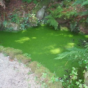 Pond and Green Weed, The Rock Garden - Trewidden Gardens - June '08