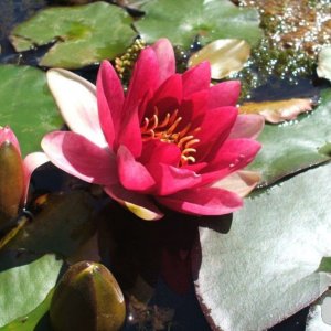 Water Lily - Trewidden Gardens - June '08