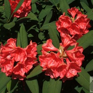 Red Rhododendrons - Trewidden Gardens - June '08