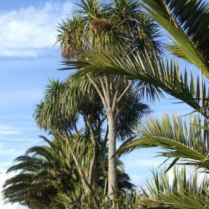 Images of the Canaries in Penalverne Road