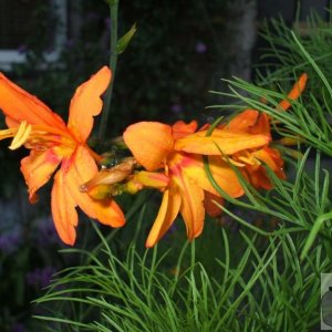 Orange Lilies