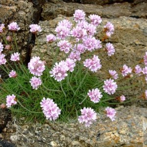 Thrift/Sea Pinks - Porth Chapel - 17May10