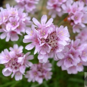 A close-up of thrift florets - Porth Chapel - 17May10