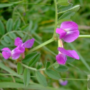 Sea vetch - NearPorthcurno - 17May10