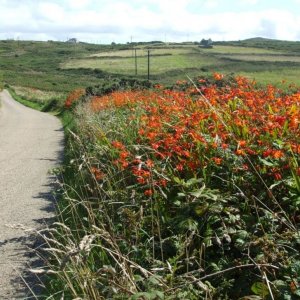 Montbretia at (17th Aug., 2009) Pendeen Watch