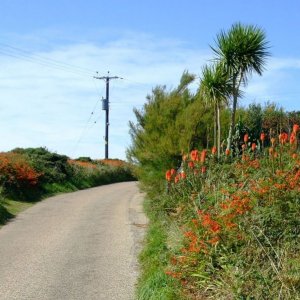 Montbretia near (17th Aug., 2009) Pendeen Watch