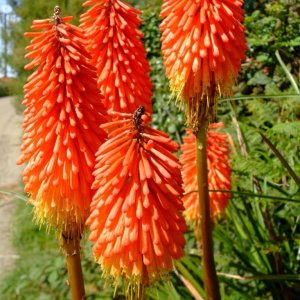 Red hot pokers on roadside at (17th Aug., 2009) Pendeen Watch