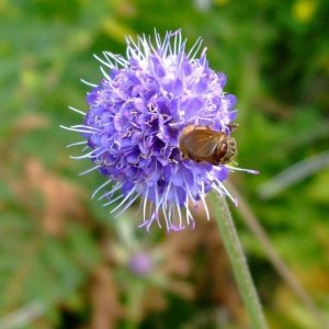 scabious  (17th Aug., 2009) spent at Portheras after parking by the