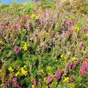 Portheras Cove. Blooming gorse, bell heather and ling