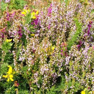 Portheras Cove. Blooming gorse, bell heather and ling