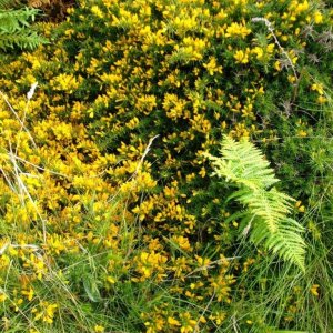 Portheras Cove (17th Aug., 2009) - Gorse.