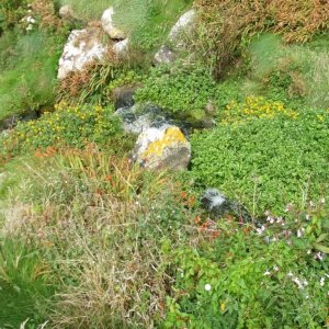 The stream, Portheras Cove, near Pendeen Watch - 17th Aug., 2009 -