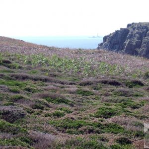 Heathland on the clifftops