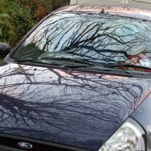 Interesting reflection of a tree on the bonnet of our car..