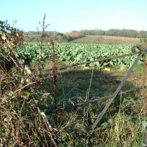 Cycling past countryside beyond Trengwainton