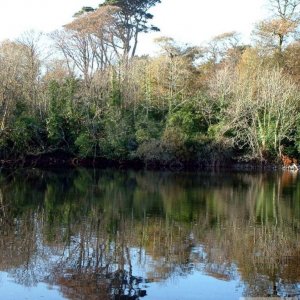 The hidden section of Boscathnoe Reservoir towards Trengwainton