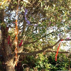 Offerings or Symbols of Petition hang by the Holy Well of Sancreed